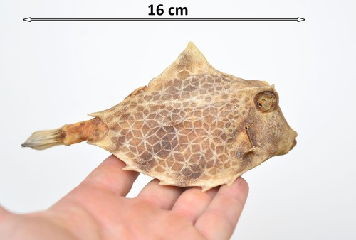 Ornamental taxidermy cowfish - ornamental,