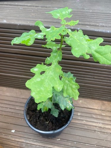 English oak tree - tree,