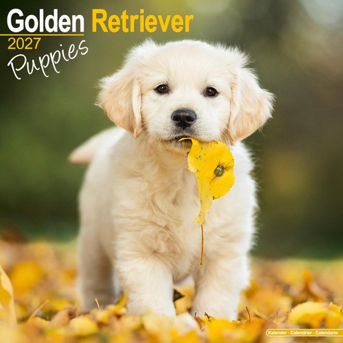 Golden retriever puppies 2027 - retriever,