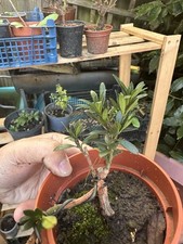 Japanese Buddhist Pine Bonsai