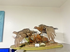 Taxidermy Red Grouse (lagopus