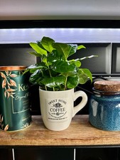 COFFEA ARABICA PLANT | Coffee