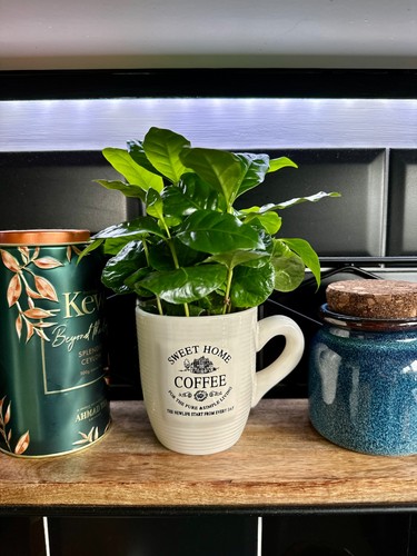 Coffea arabica plant - plant, |