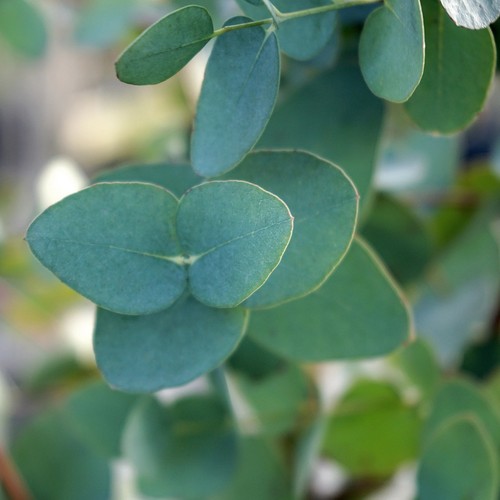 Eucalyptus gunnii cider gum - cider,
