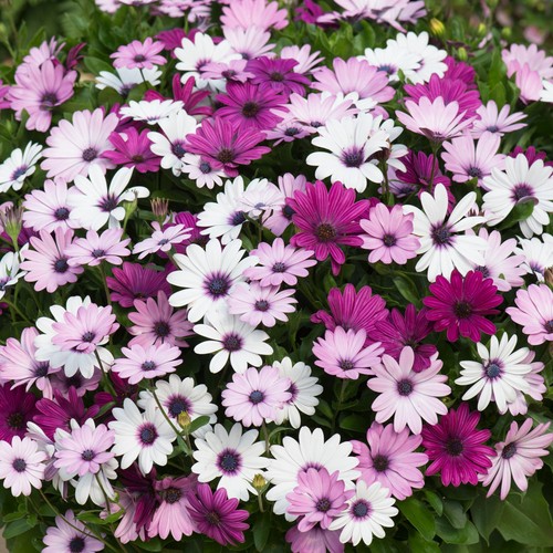 Osteospermum african daisy - african,