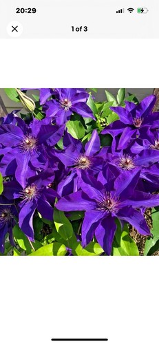 Clematis the president - the, in