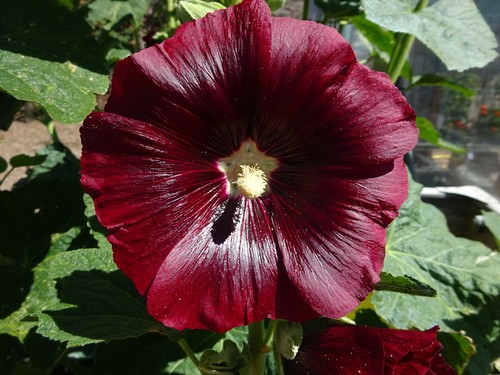 Hollyhock seeds single