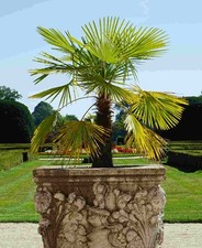 Trachycarpus fortunei -