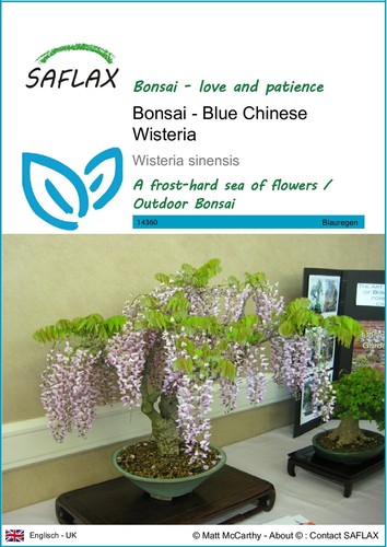Saflax bonsai blue - ,