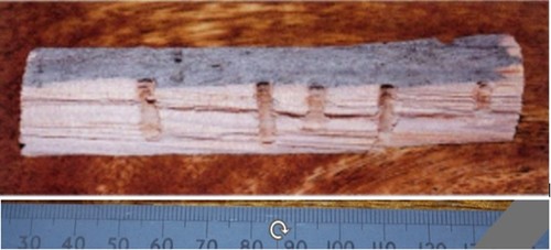 Rms titanic artifact wood - rms,