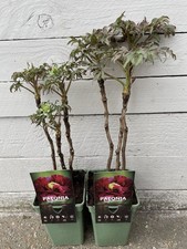 Tree peony- Purple Red Flower