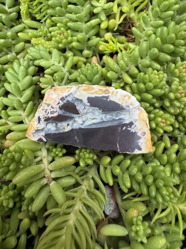 Small fossil petrified wood - small,