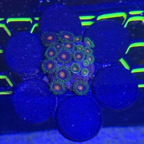 Coral frag flower set of - frag,