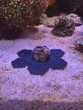 3x Marine Coral Frag Discs