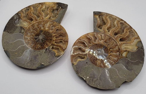 Large polished ammonite fossil - large,