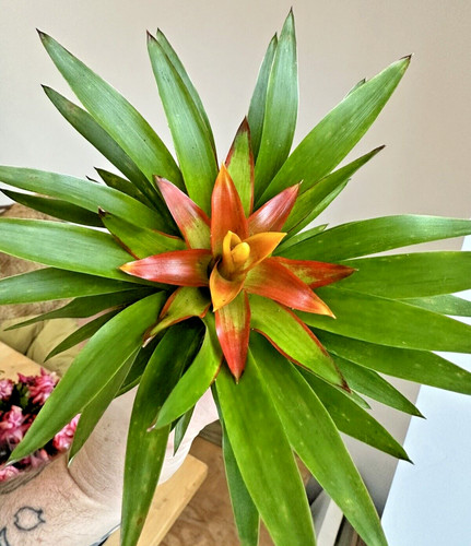 Guzmania theresa houseplant - guzmania,