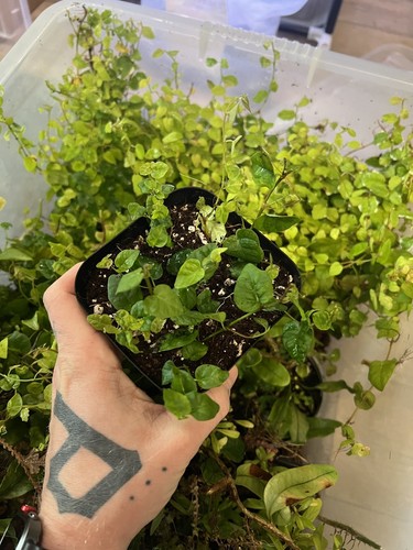 Ficus pumila x 9cm pot - pumila,