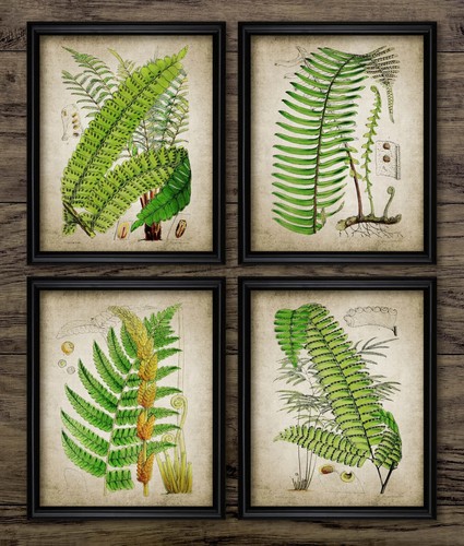 Ferns print set vintage - print,
