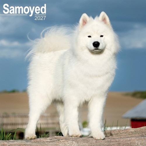 Samoyed calendar 2027 wall - calendar, 2027,