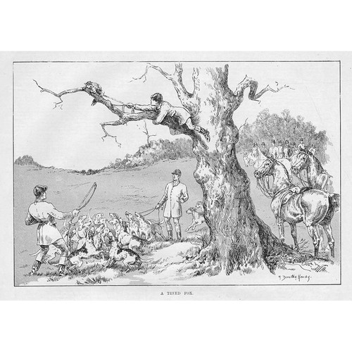 Fox hunting treed - hunting,
