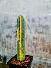 Echinopsis tcp variegated - tcp,