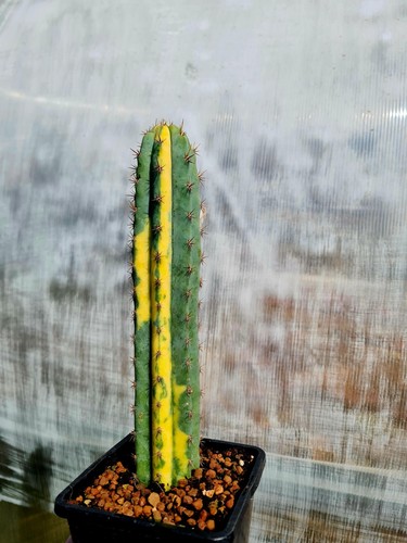 Echinopsis tcp variegated - echinopsis,