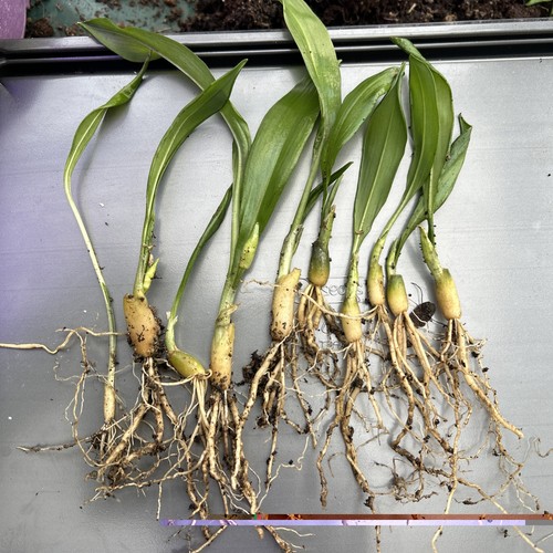 Wild garlic bare roots - garlic,
