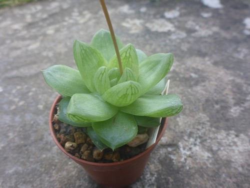 Haworthia cymbiformis kapp - haworthia, /