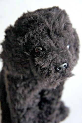 Black short haired poodle - short,