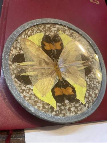 Vintage real butterfly plate - vintage,