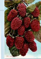 LOGAN BERRIES c1910s - Postcard