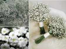 Gypsophila Elegans Baby's Breath | 1000+ seeds | Weddings | Same Day Dispatch