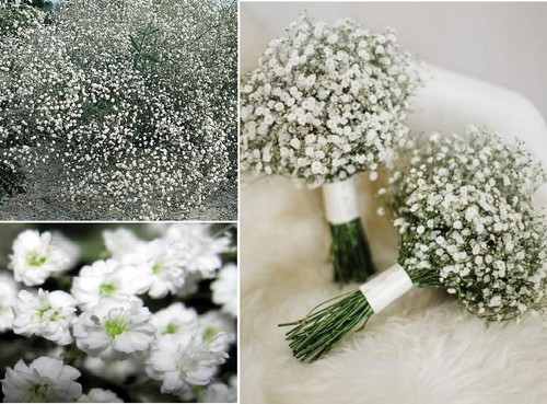 Gypsophila elegans baby - gypsophila, baby's