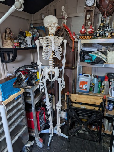 Full size human skeleton - size,