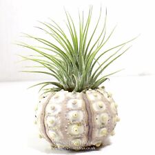 1 x Tillandsia Green ionantha