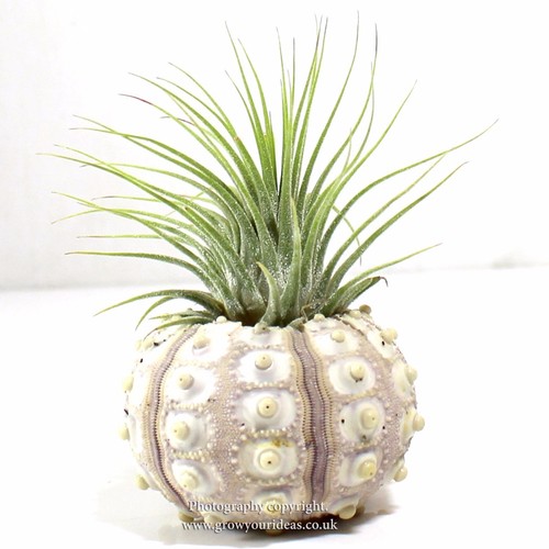 Tillandsia green ionantha - 1,