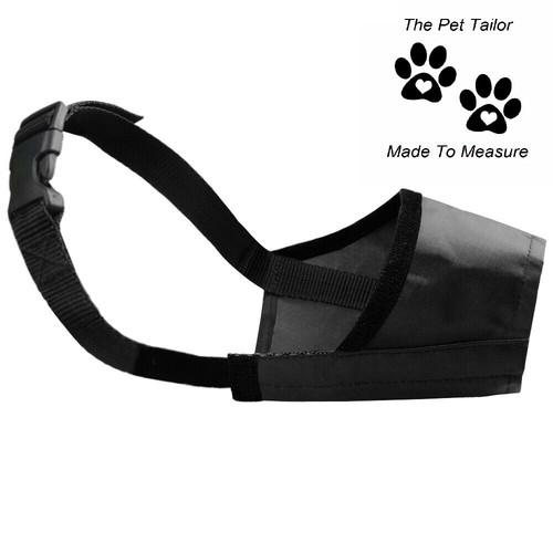 Siberian husky dog muzzle - dog,