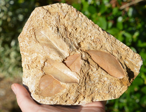 Amazing rare fossil - amazing,