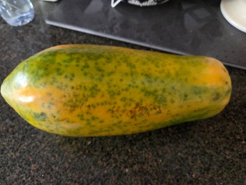 Papya large plant carica - papya,