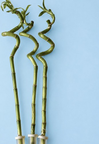 Lucky bamboo 45 to - 3,