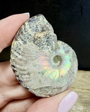 Fossil Ammonite Jurassic