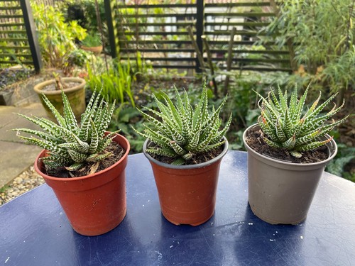 Haworthia
