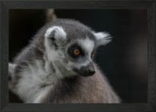 Ring-tailed Lemur Portrait