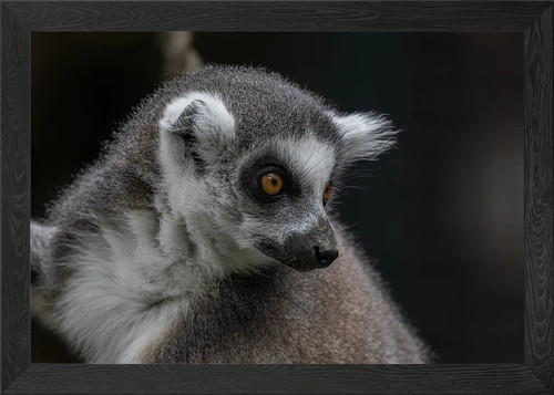 Ring tailed lemur portrait - ring-tailed,