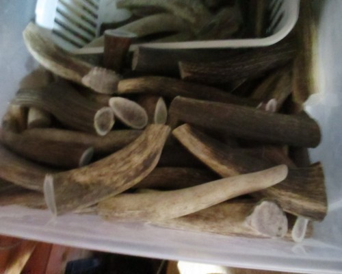 Antler dog chews 8 - antler, 5-8