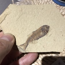 Gosiutichthys Fossil Fish - Eocene Epoch - 50 myo - Beautiful Genuine Specimen 
