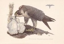 1954 PEREGRINE FALCON Bird