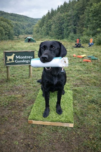 Dog training place - dog,