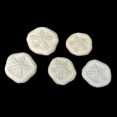 3cm sand dollars - sand,