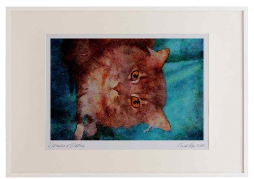 458046 maine coon blue - maine,